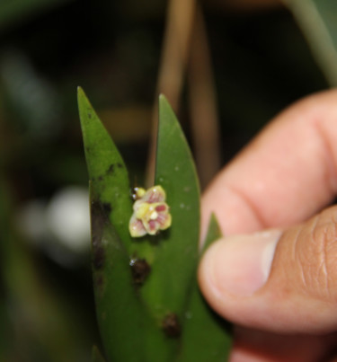 ORCHIDEE ( spécimen le plus petit du monde )