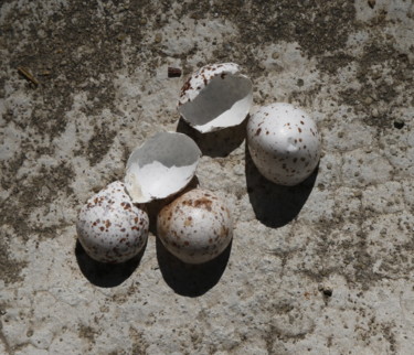 ECLOSION   (  coquilles oeufs hirondelles )