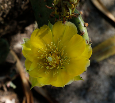 OPUNTIA  ( fleur )