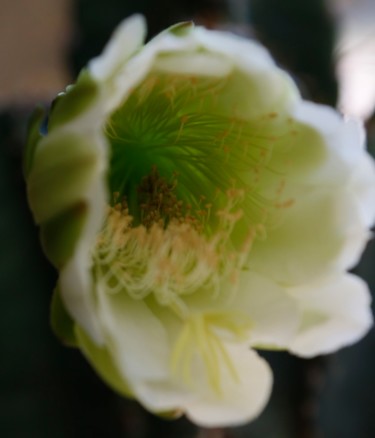 CIERGE PERUVIEN  ( Fleur )