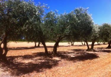 La Provence, c'est aussi les oliviers
